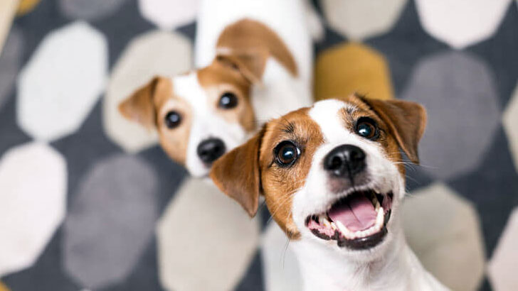 しぐさや行動でわかる犬の気持ち~犬の感情を理解するための行動観察~ しぐさや行動でわかる犬の気持ち~犬の感情を理解するための行動観察~