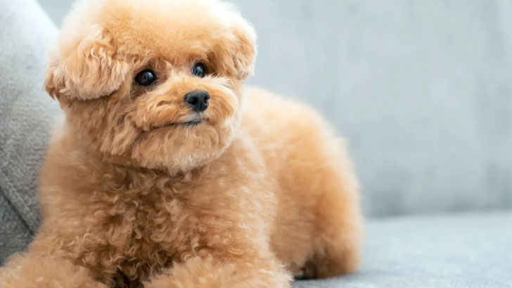 トイプーの仔犬にお手を覚えさせる2つの方法