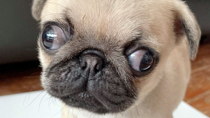 犬の斜視について知っておきたいこと 犬の斜視について知っておきたいこと
