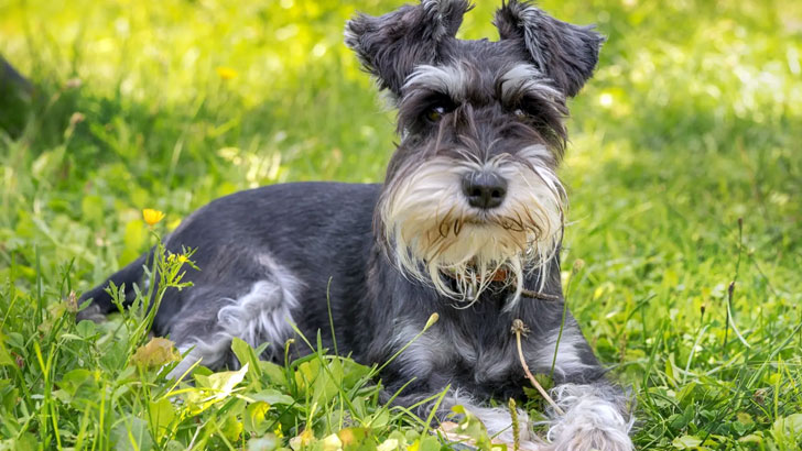 知識が豊富で忠実～ミニチュア・シュナウザー（Miniature Schnauzer）
