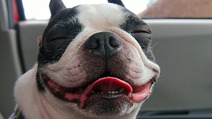 ボストン・テリア（Boston Terrier）～活発で社交的な性格を持ち小さな体格