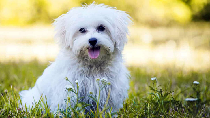 マルチーズ（Maltese）～美しい被毛と愛らしい性格が特徴
