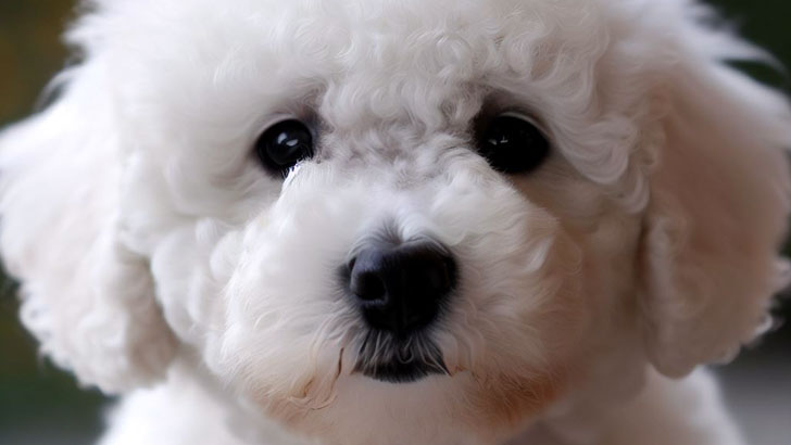 人気はあるけど飼いにくい小型犬：ビション・フリーゼ