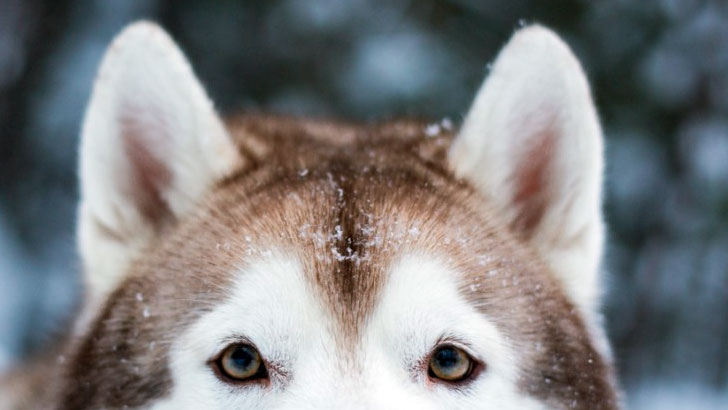 耳の仕草から読み取る犬の気持ち