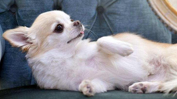 しぐさや行動でわかる犬の気持ちまとめ