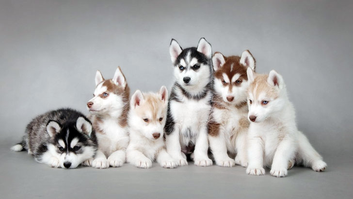 シベリアンハスキーの仔犬