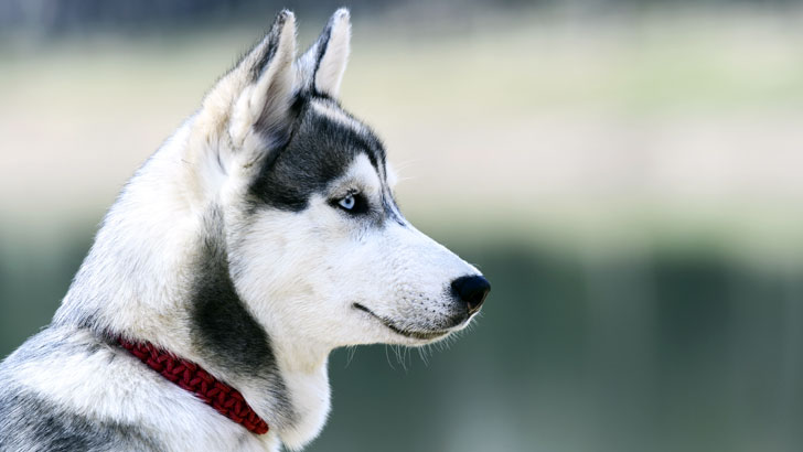シベリアンハスキー横顔