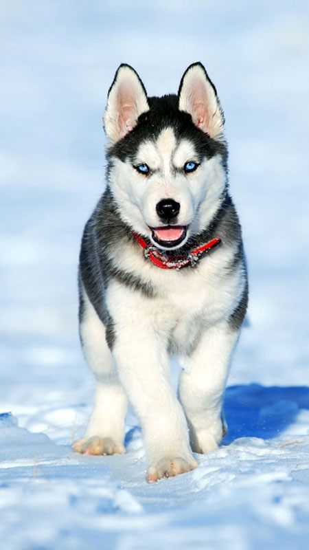 シベリアンハスキー