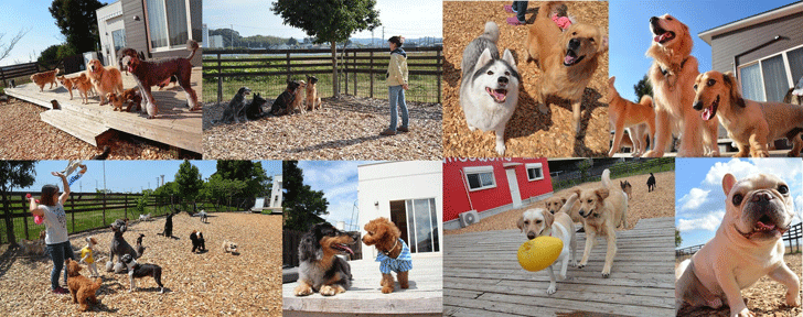 失敗しない犬のしつけ教室の選び方