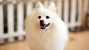 プレイフルデイディ･シーズー